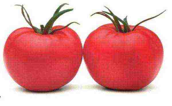 how to grow pink paradise tomatoes