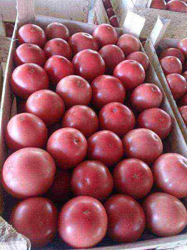 how to grow pink paradise tomatoes