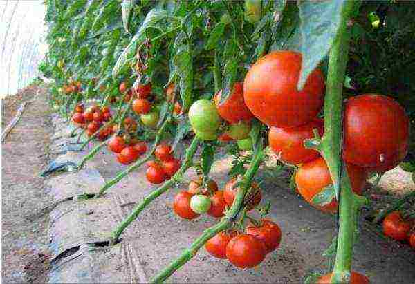 how to grow pink paradise tomatoes