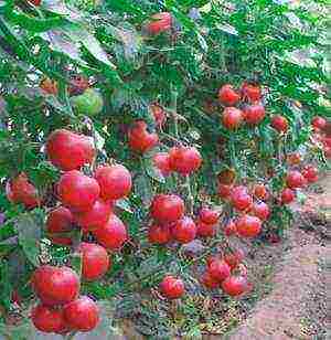 how to grow pink paradise tomatoes