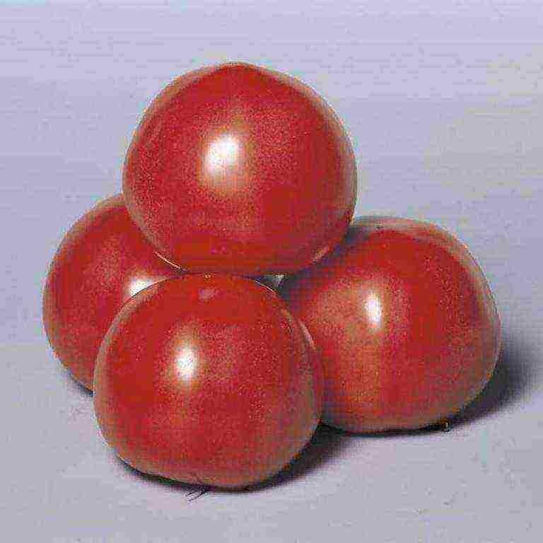 how to grow pink paradise tomatoes