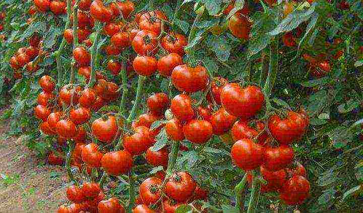 how to grow pink paradise tomatoes