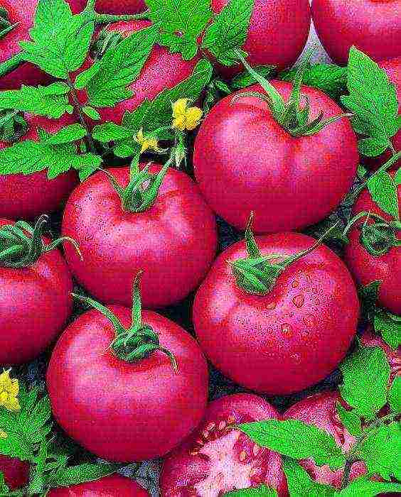 how to grow pink paradise tomatoes