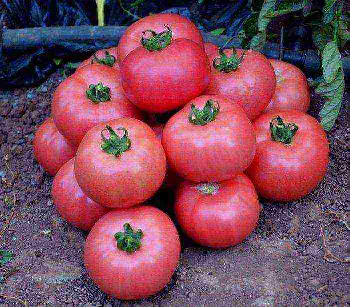 how to grow pink paradise tomatoes