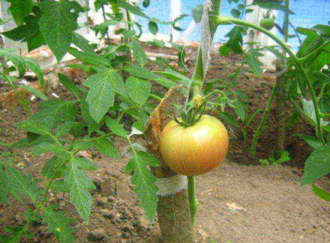 how to grow pink paradise tomatoes