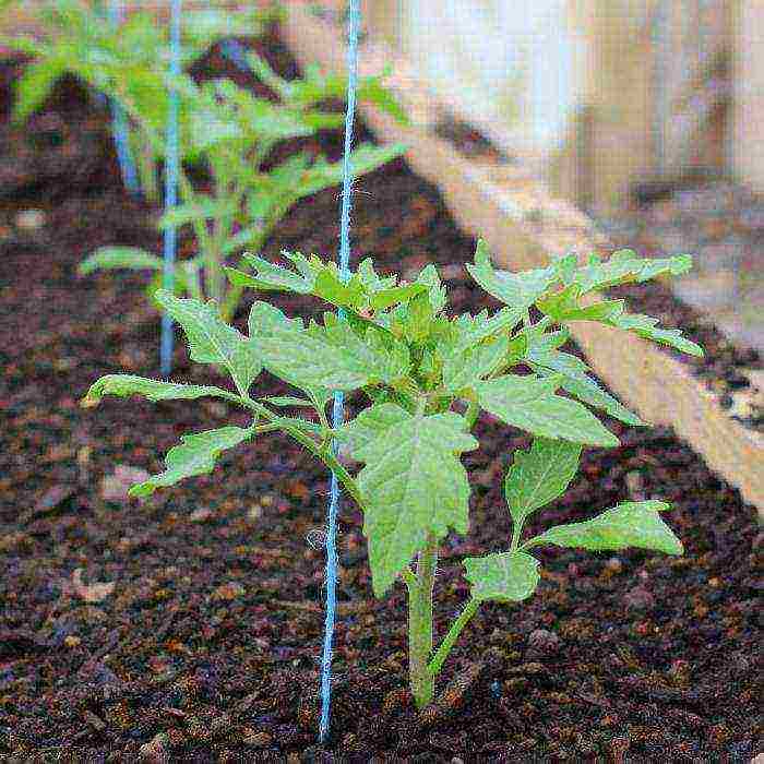 how to grow pink paradise tomatoes