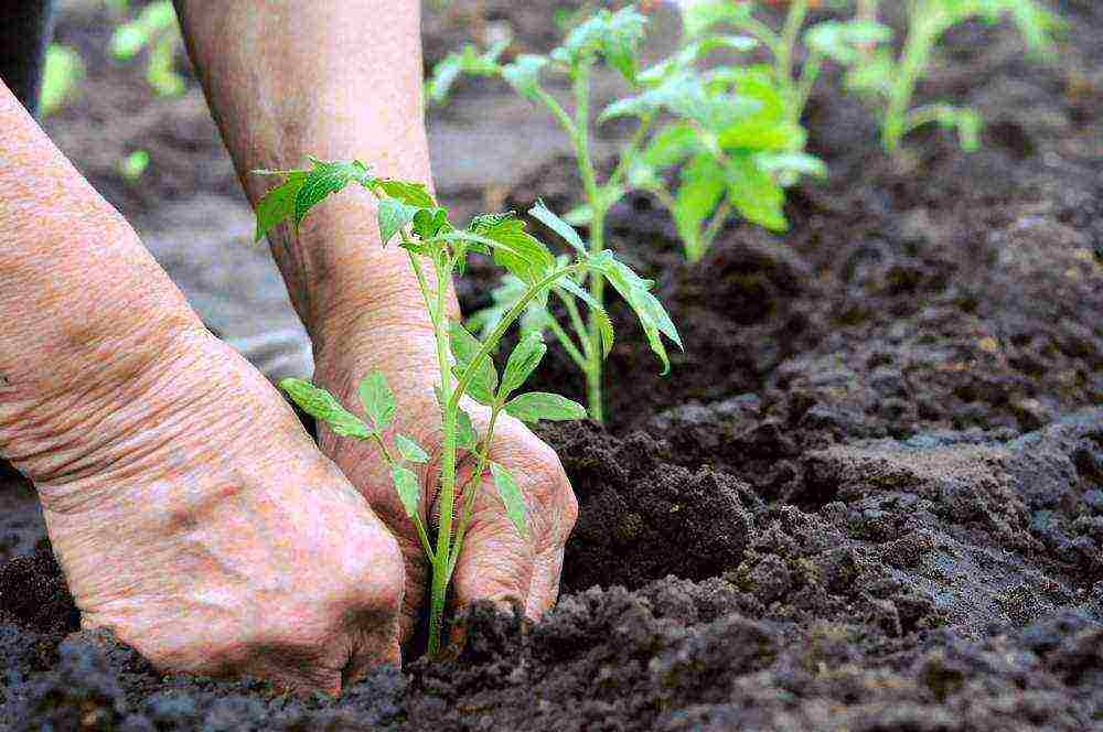 kung paano palaguin ang rosas na paraiso na kamatis