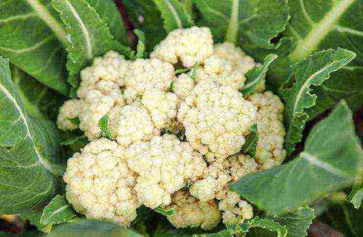 kung paano maayos na mapalago ang mga punla ng cauliflower