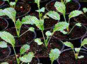 how to properly grow cauliflower seedlings