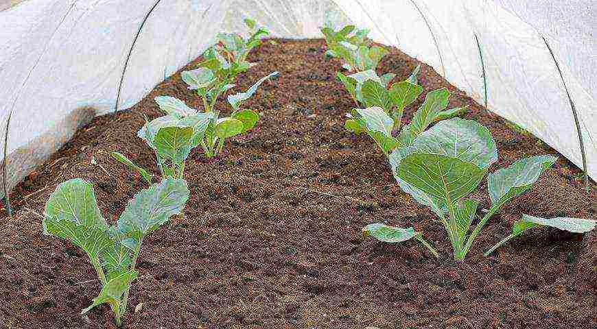 how to properly grow cauliflower seedlings