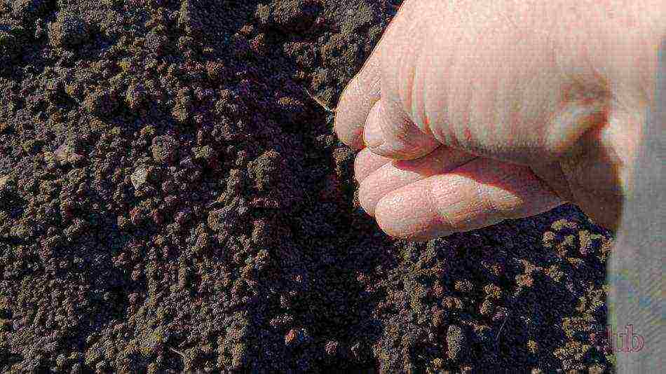 how to properly grow cauliflower seedlings