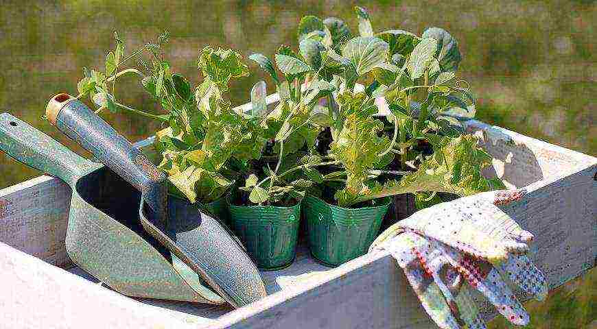 how to properly grow cauliflower seedlings