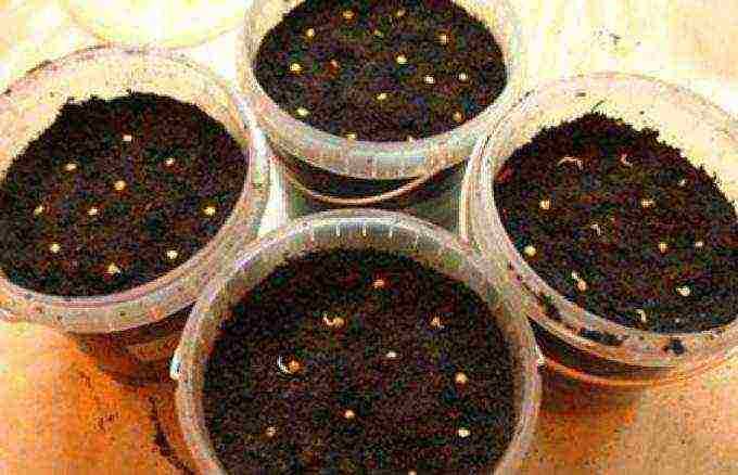 how to properly grow tomato seedlings at home