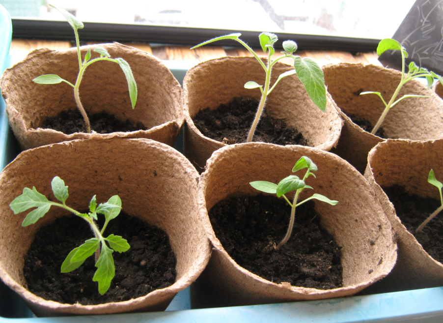 how to properly grow tomato seedlings at home