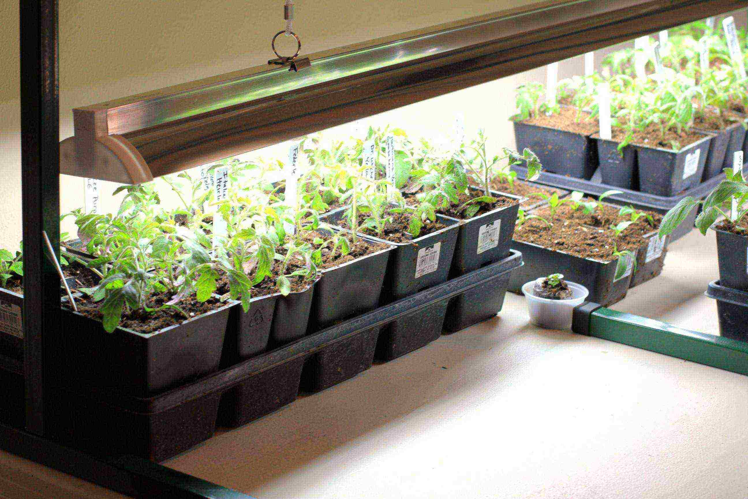 how to properly grow tomato seedlings at home