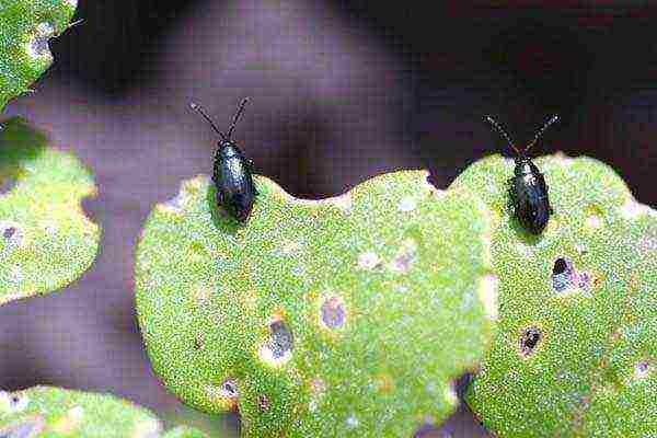 how to properly grow radish outdoors