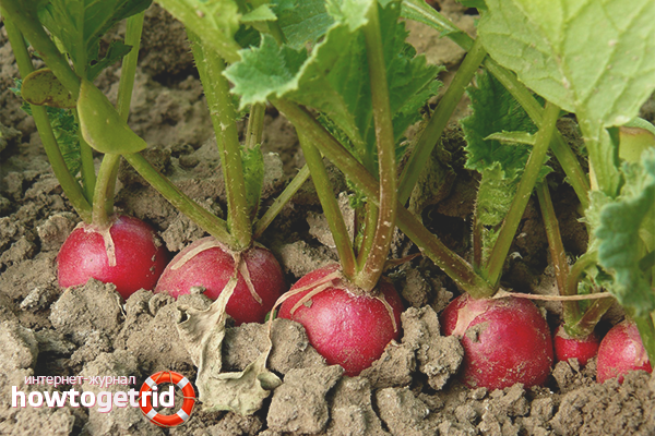 how to properly grow radishes in the open field