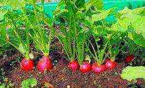how to properly grow radishes in the open field