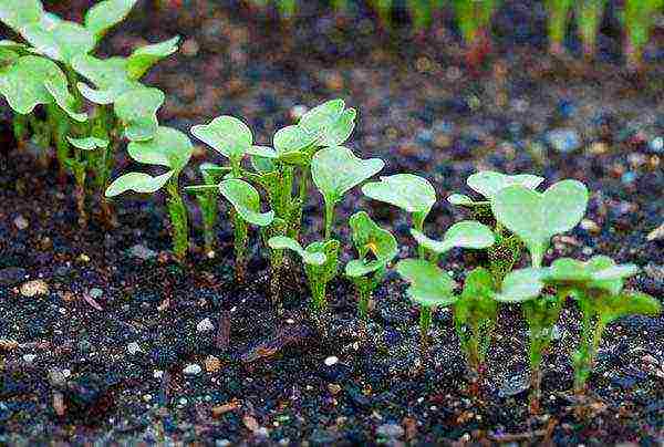 how to properly grow radishes in the open field