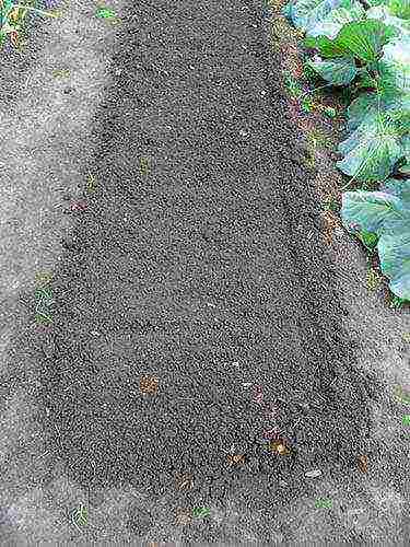 how to properly grow radishes in the open field