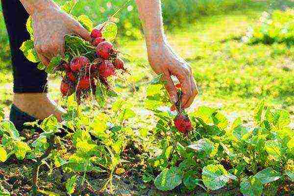 how to properly grow radishes in the open field