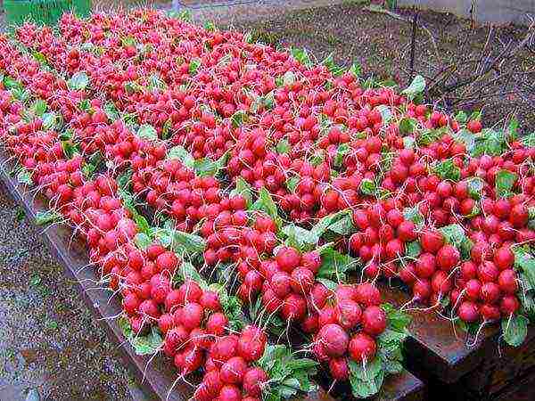 how to properly grow radishes in the open field