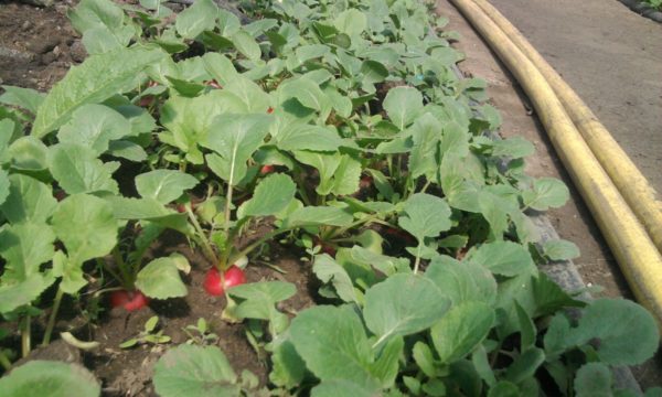 how to properly grow radishes in the open field