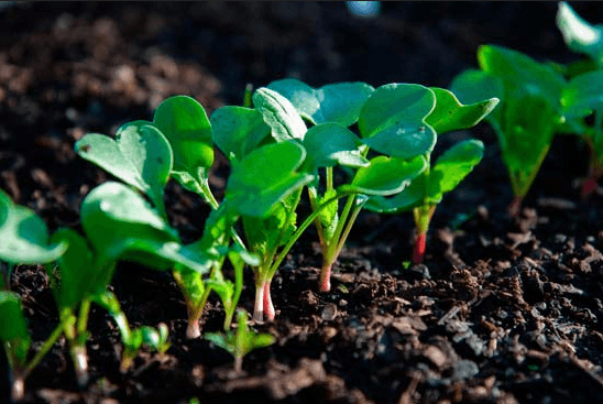 how to properly grow radishes in the open field