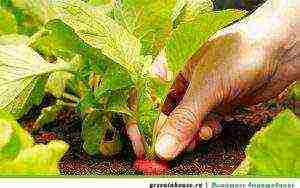kako pravilno uzgajati rotkvice kod kuće