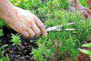 kung paano maayos na mapalago ang rosemary sa isang windowsill