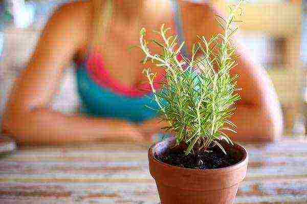 how to properly grow rosemary on a windowsill