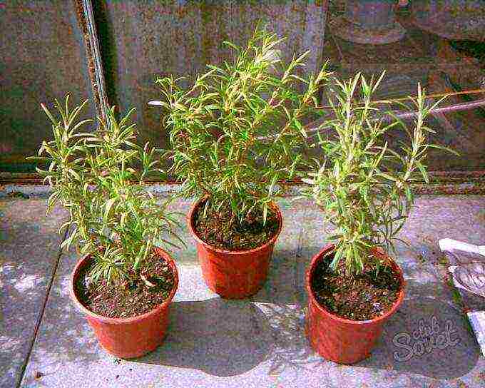 kung paano maayos na mapalago ang rosemary sa isang windowsill