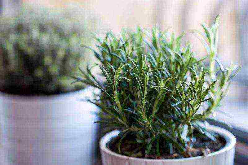 how to properly grow rosemary on a windowsill