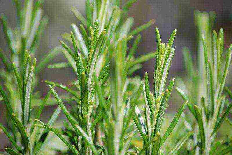 kung paano maayos na mapalago ang rosemary sa isang windowsill