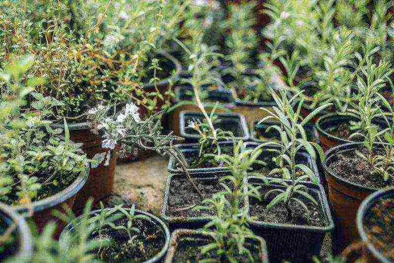 how to properly grow rosemary on a windowsill