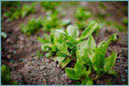 kung paano maayos na mapalago ang sorrel sa labas ng bahay