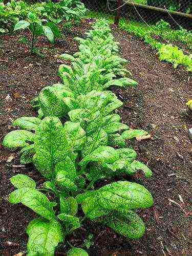 how to properly grow spinach outdoors