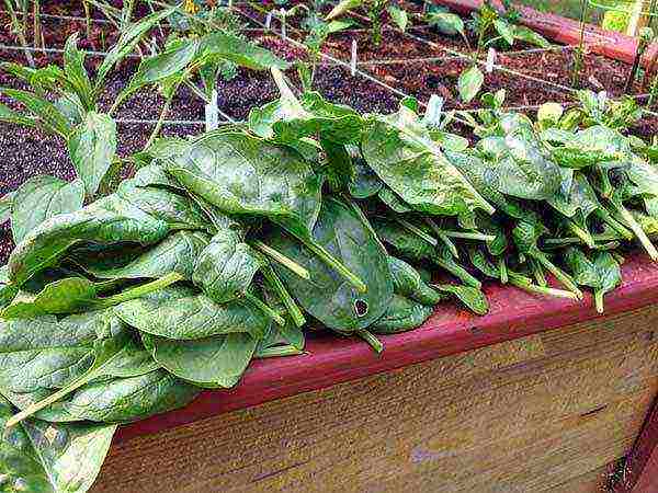 how to properly grow spinach outdoors