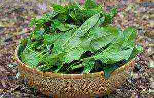 how to properly grow spinach outdoors