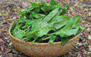 kung paano maayos na mapalago ang spinach sa labas ng bahay