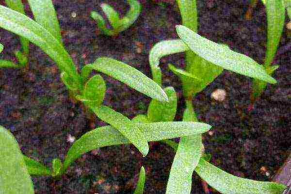 kung paano maayos na mapalago ang spinach sa labas ng bahay