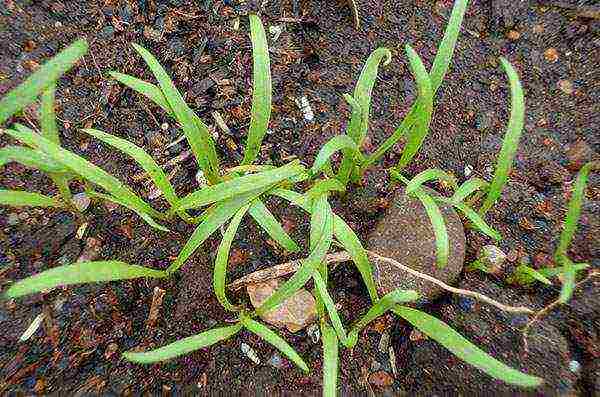 kung paano maayos na mapalago ang spinach sa labas ng bahay