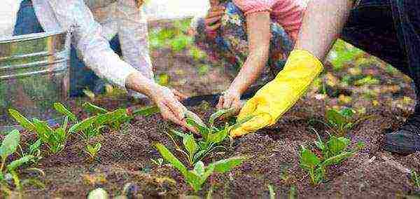 how to properly grow spinach outdoors