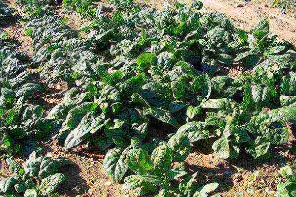 kung paano maayos na mapalago ang spinach sa labas ng bahay