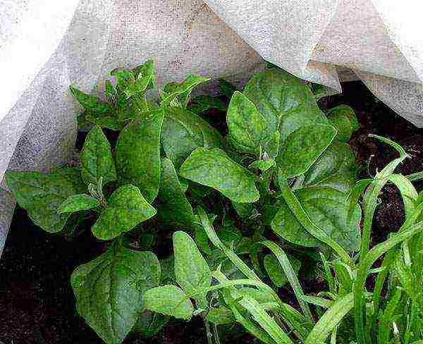 how to properly grow spinach outdoors