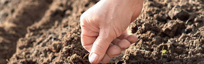 how to properly grow spinach outdoors