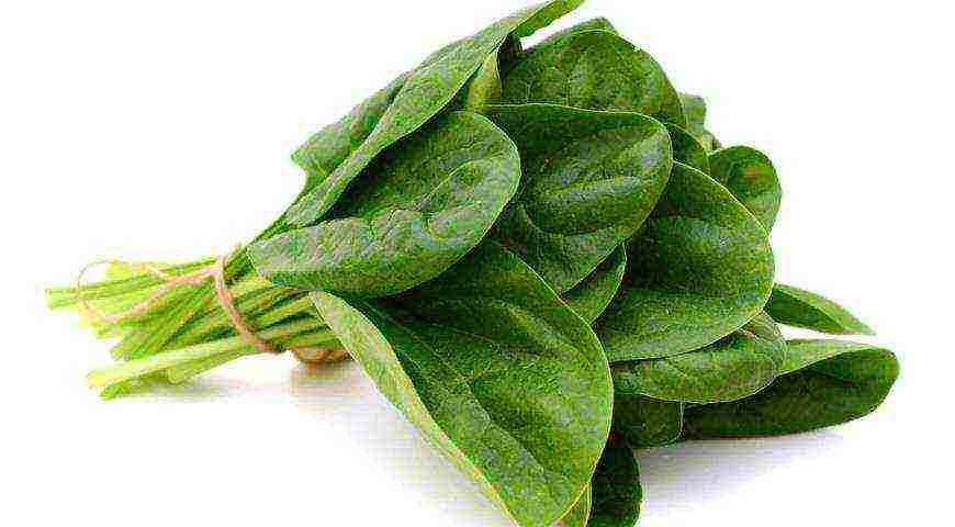 kung paano maayos na mapalago ang spinach sa labas ng bahay