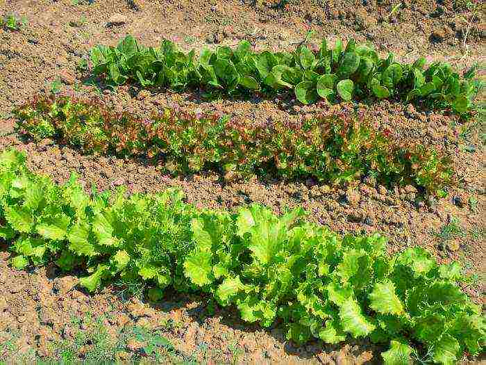 how to properly grow spinach outdoors