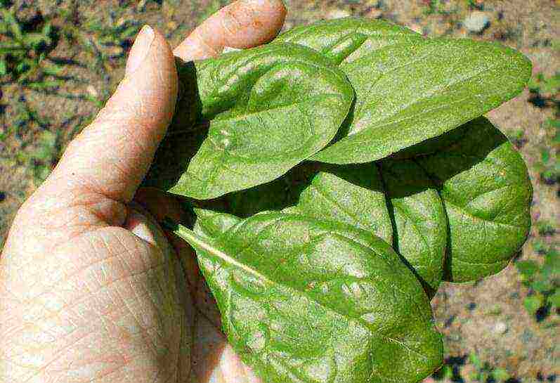 kung paano maayos na mapalago ang spinach sa labas ng bahay