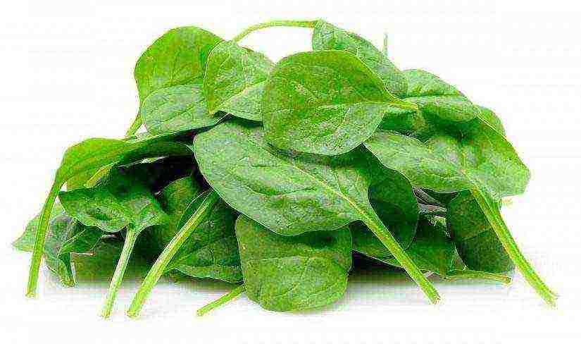 kung paano maayos na mapalago ang spinach sa labas ng bahay